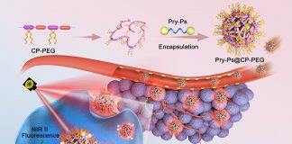 澳门大学最新突破性纳米科技可优化癌症光热治疗